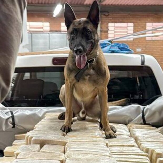 polícia federal encontra 613 kg de cocaína em bunker em sc