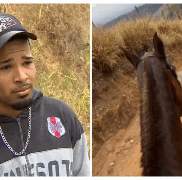 cavalo mutilado sp 1024x614