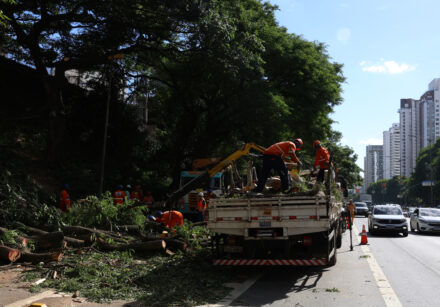 Árvores caídas em são paulo