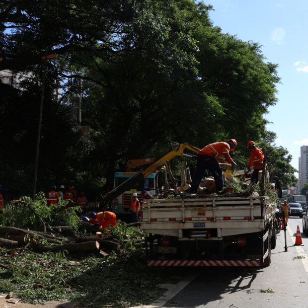Árvores caídas em são paulo