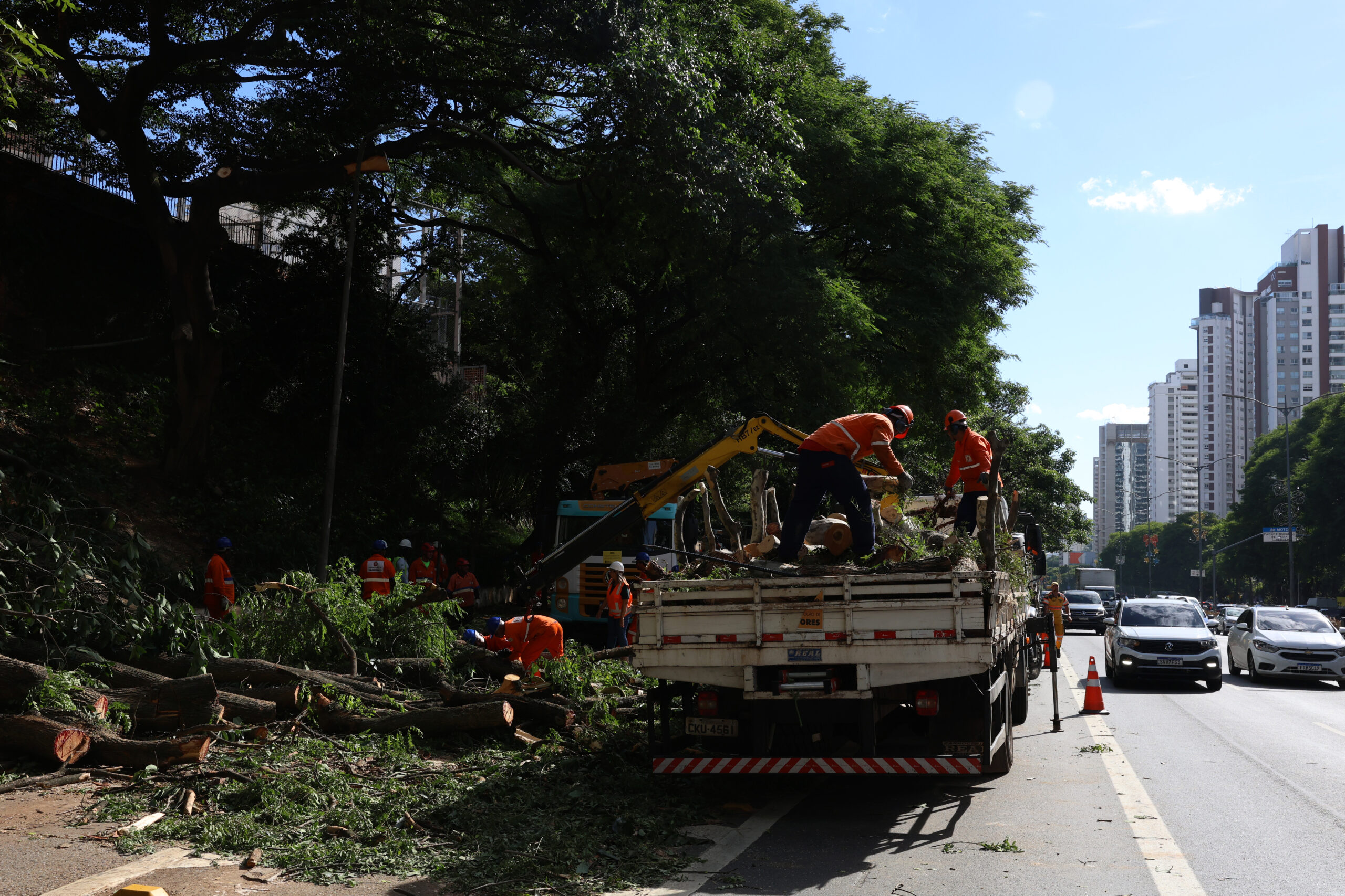 Árvores caídas em são paulo