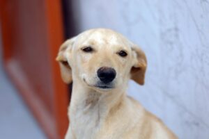 12.12. cães. foto lúcio bernardo jr. agência brasília (1)