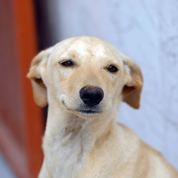 12.12. cães. foto lúcio bernardo jr. agência brasília (1)
