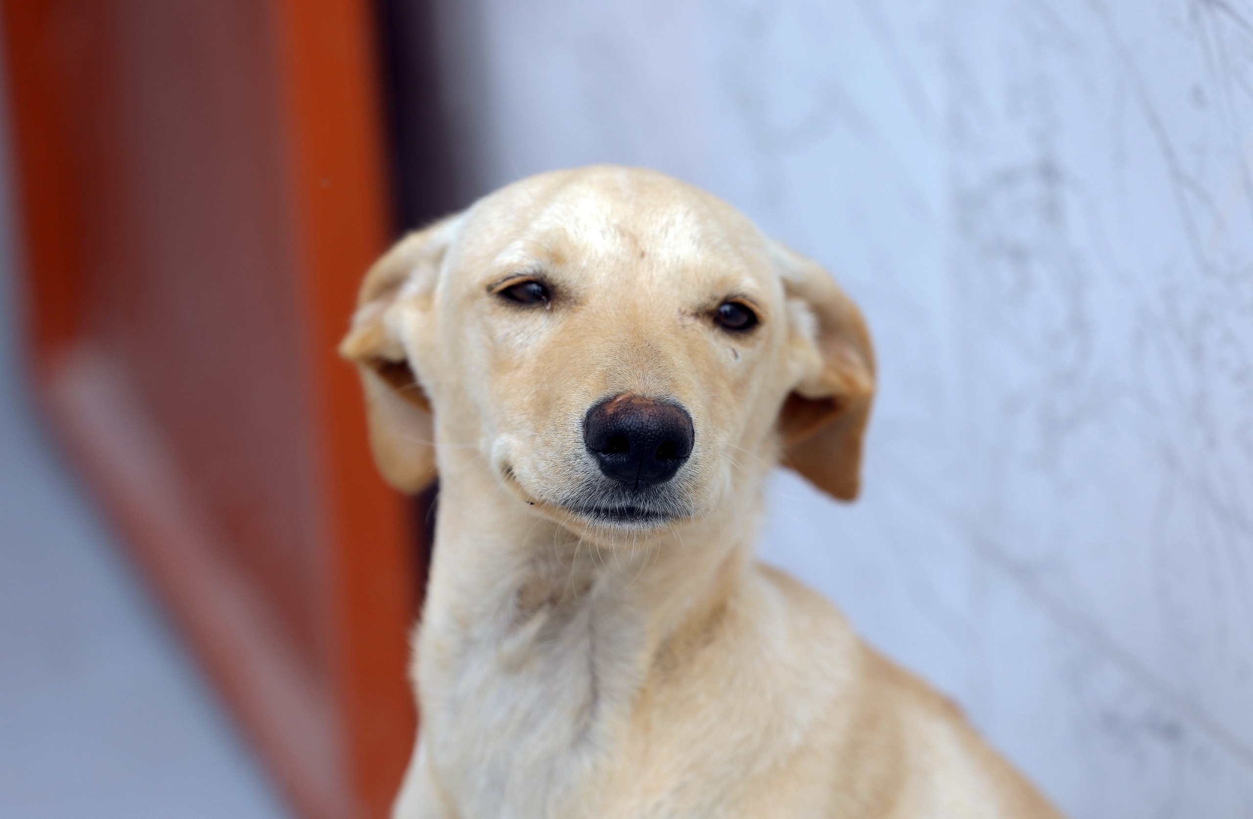 12.12. cães. foto lúcio bernardo jr. agência brasília (1)