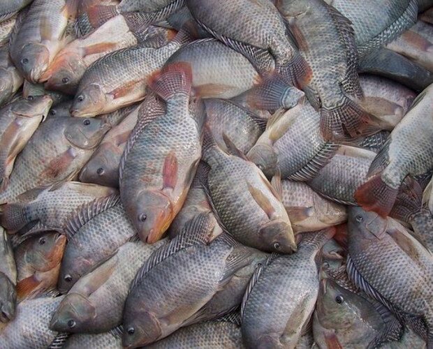 tilapia
