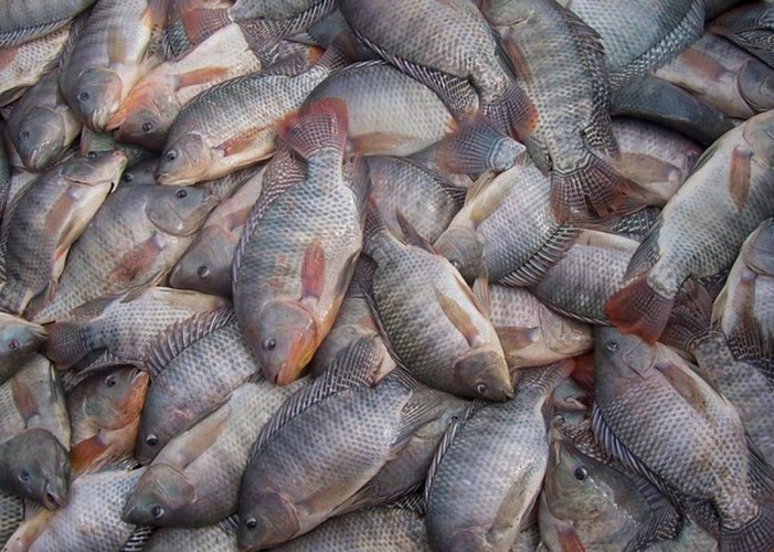 tilapia