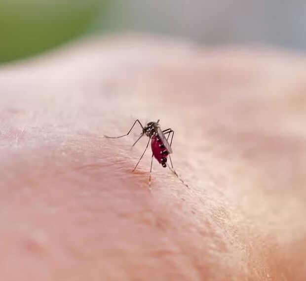 Foto: Valery Hache/AFP