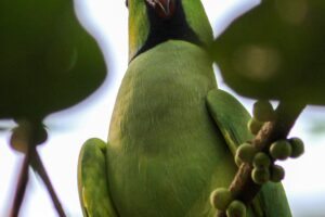 Foto: Divulgação/Brasília Ambiental