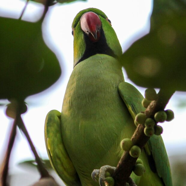 Foto: Divulgação/Brasília Ambiental