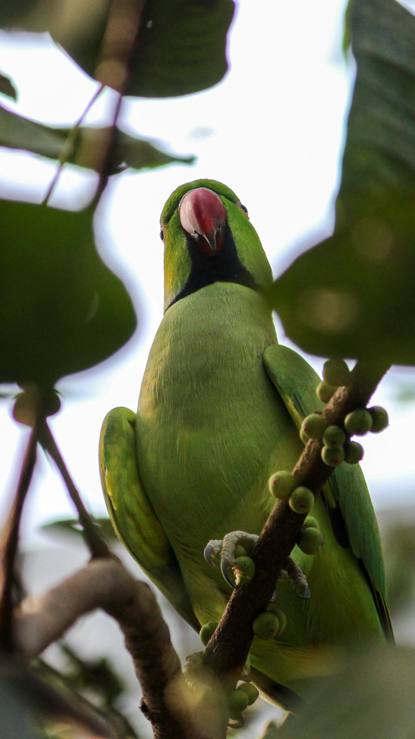 Foto: Divulgação/Brasília Ambiental