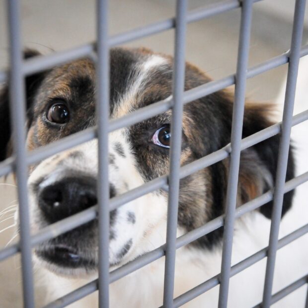 geovana albuquerque agência brasília (1)