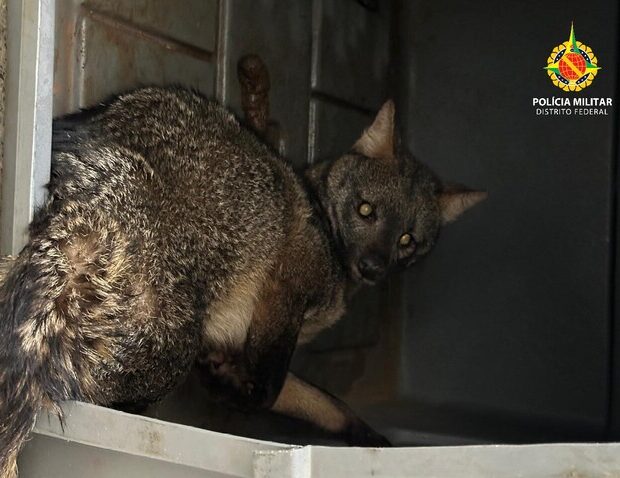 whatsapp image 2025 12 20 at 06.52.46