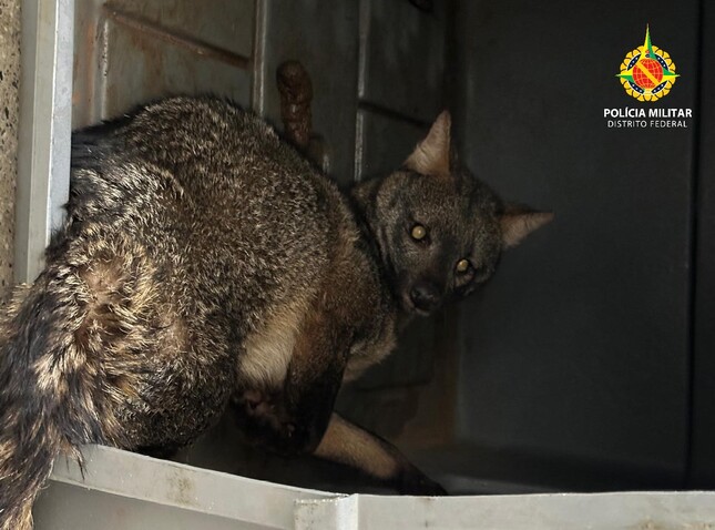 whatsapp image 2025 12 20 at 06.52.46