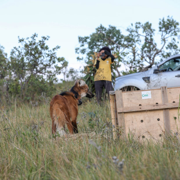 cerrado brasilia ambiental