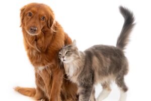 d80ca19e f6c0 4a7d b416 5ea6a77015db