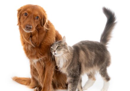 d80ca19e f6c0 4a7d b416 5ea6a77015db