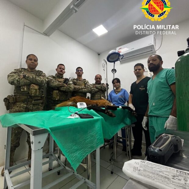 whatsapp image 2026 01 02 at 17.02.44