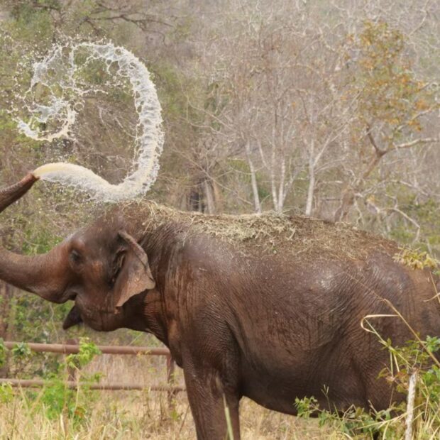 Mato Grosso suspende autorização para santuário receber novos elefantes; entenda