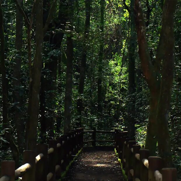 Foto: Divulgação/ICMBIO