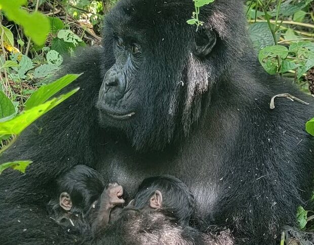 Foto: Divulgação/Virunga National Park