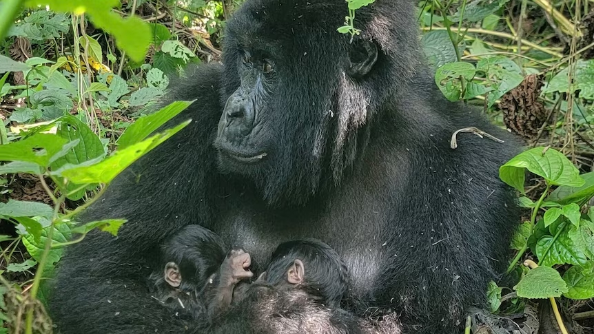 Foto: Divulgação/Virunga National Park