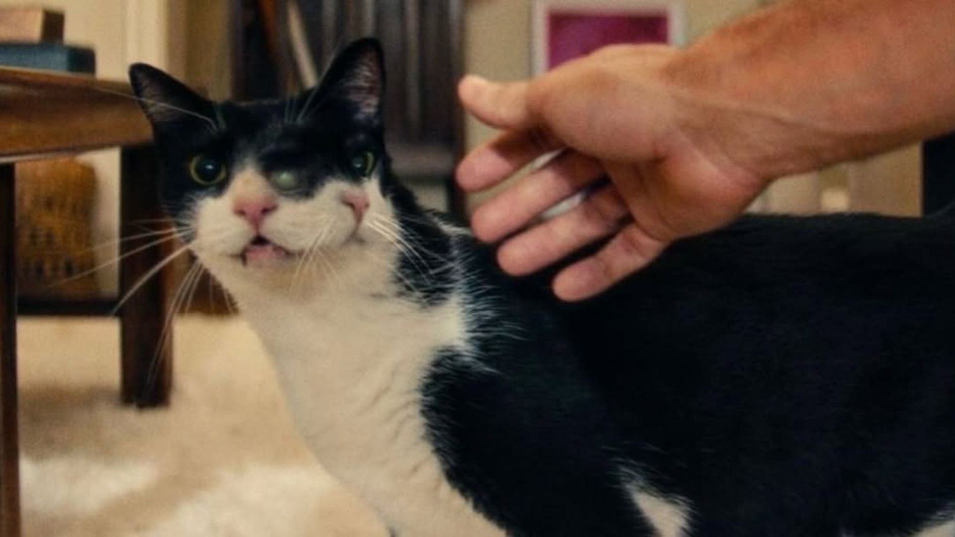 gatas de o agente secreto