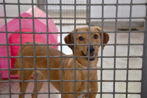 Foto: Yuri Freitas/Agência Saúde-DF