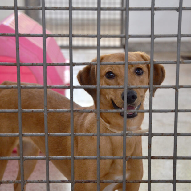 Foto: Yuri Freitas/Agência Saúde-DF