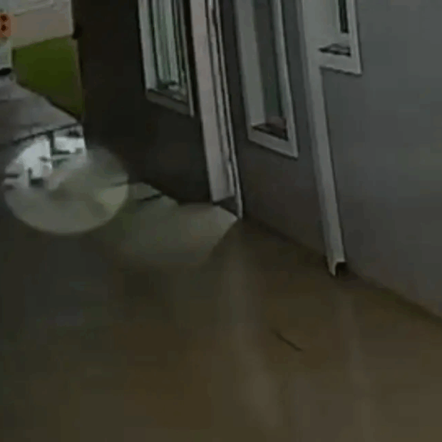 cachorro é levado por vento tornado no paraná