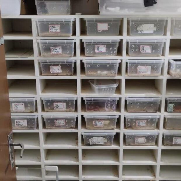 polícia resgata 41 cobras e mais de 200 ovos animais eram enviados pelos correios