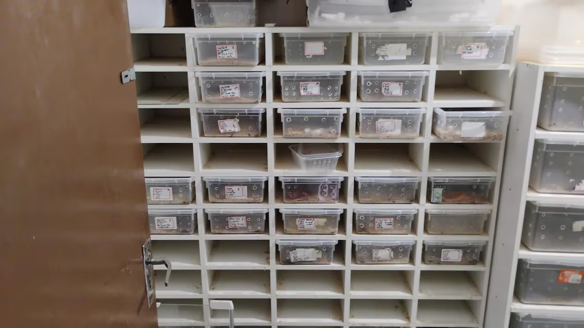 polícia resgata 41 cobras e mais de 200 ovos animais eram enviados pelos correios