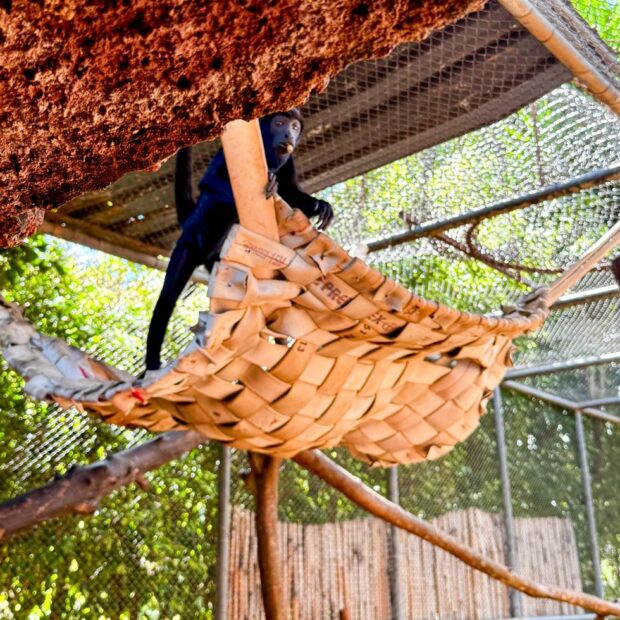 whatsapp image 2026 01 09 at 11.17.01