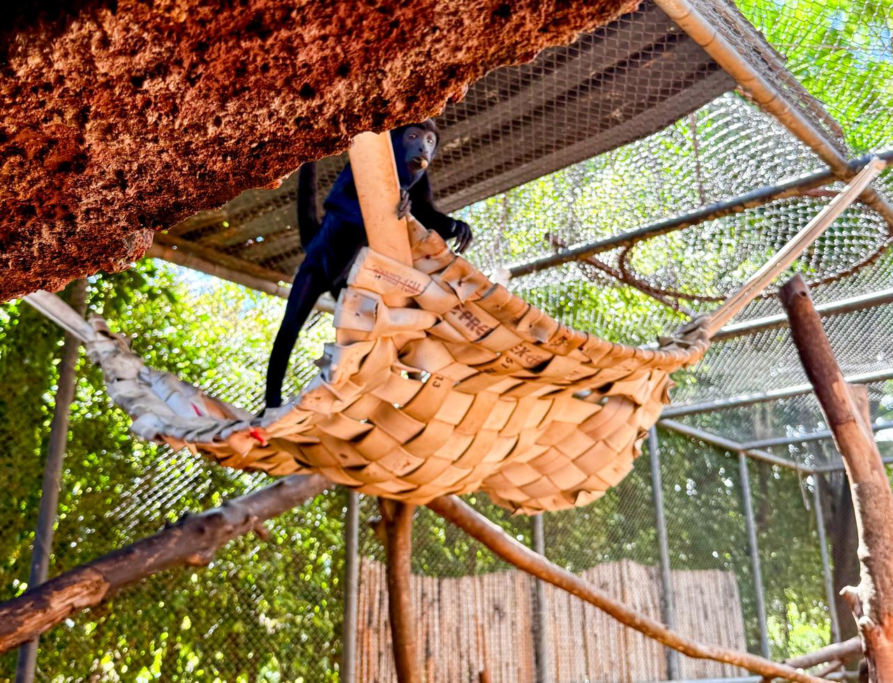 whatsapp image 2026 01 09 at 11.17.01