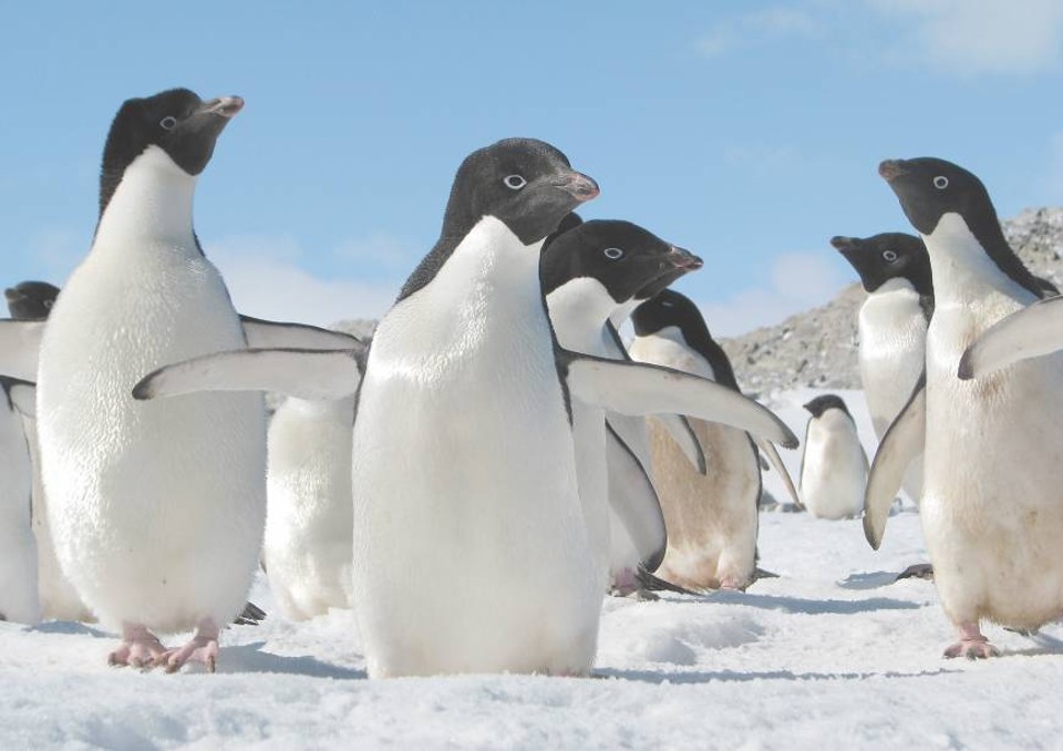 Pinguins da Antártida antecipam temporada reprodutiva por mudanças climáticas