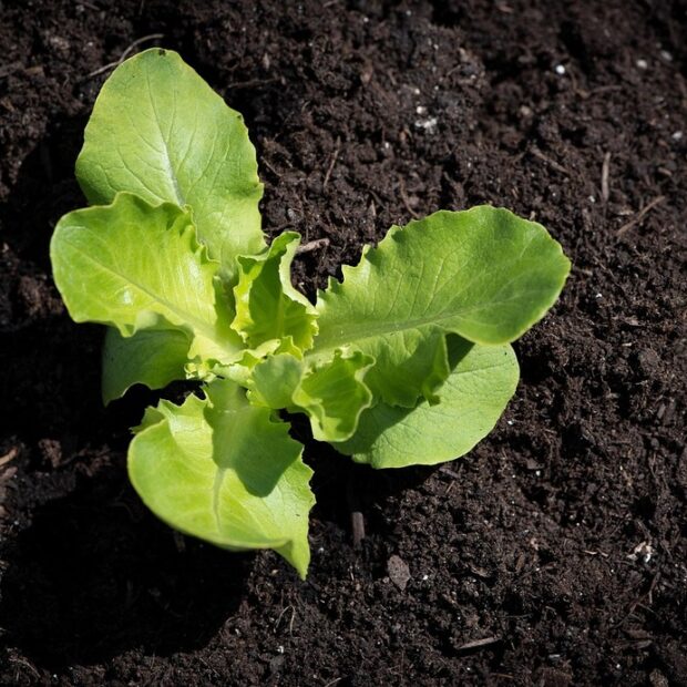 salad seedling 4141458 1280 (1)