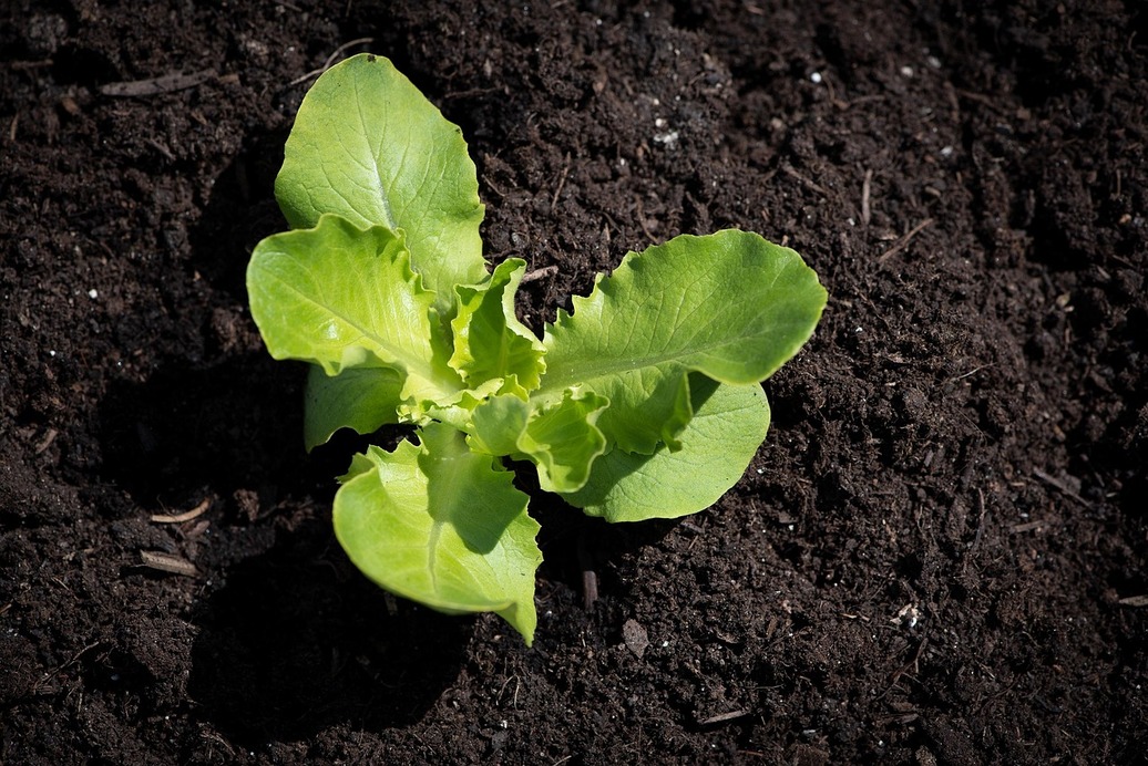 salad seedling 4141458 1280 (1)