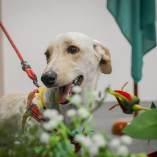 pet.convivência.felipe.de.noronha.foto2.jpg (1)