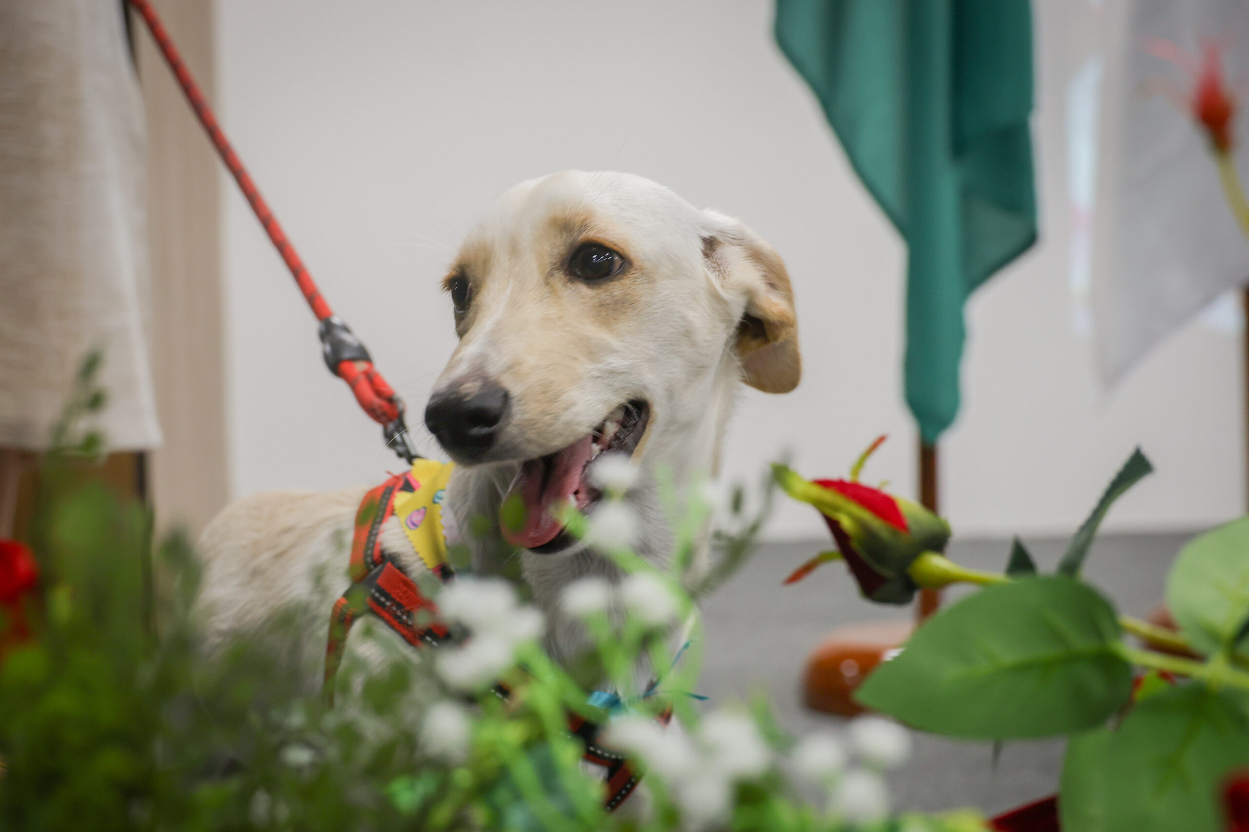 pet.convivência.felipe.de.noronha.foto2.jpg (1)