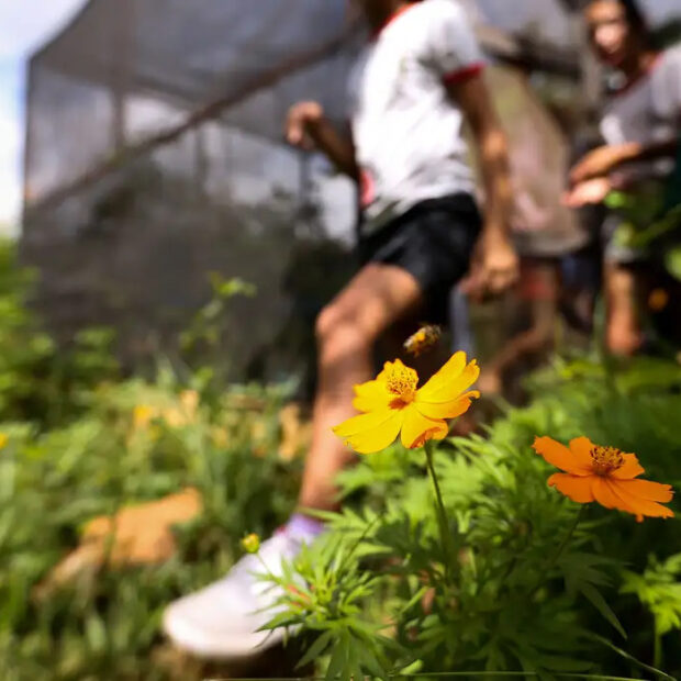 dia da educação ambiental