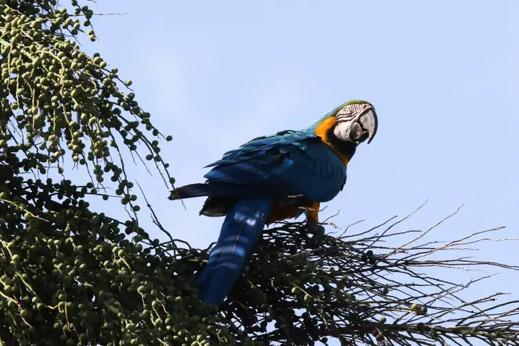 Foto: Fabio Rodrigues Pozzebom/Agência Brasil