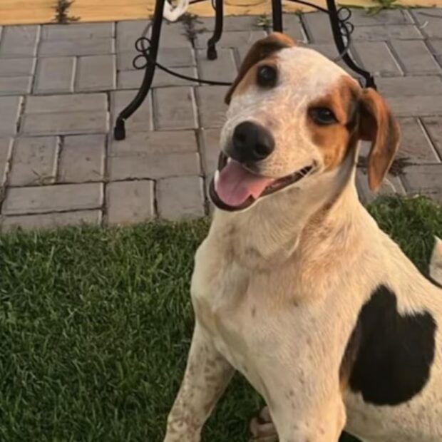 Abacate foi morto com um tiro no Paraná. Foto: Reprodução/Instagram via @cimouraa