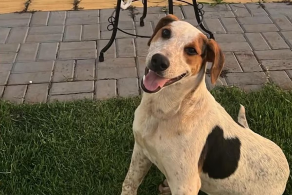 Abacate foi morto com um tiro no Paraná. Foto: Reprodução/Instagram via @cimouraa