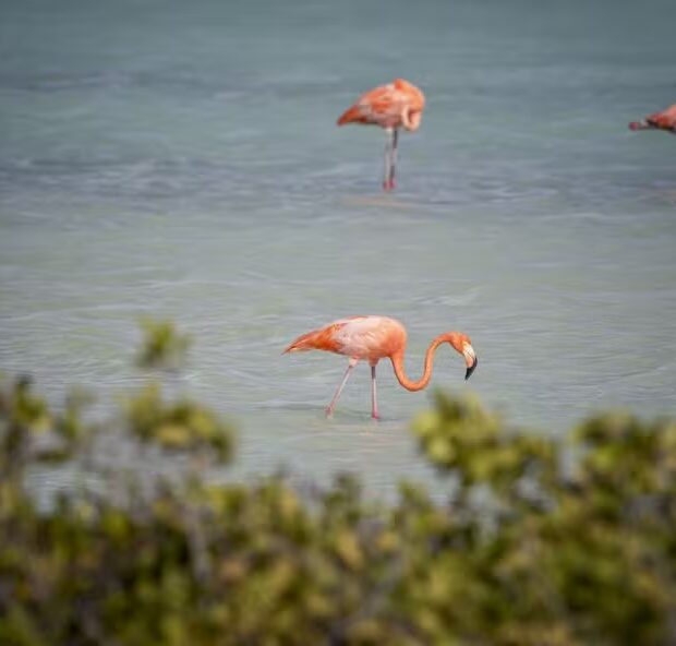 Foto: Stephan Kogelman/AFP