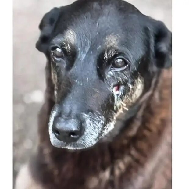 cao orelha de praia brava