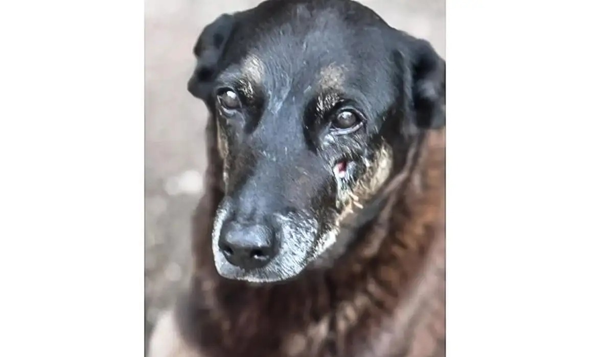 cao orelha de praia brava