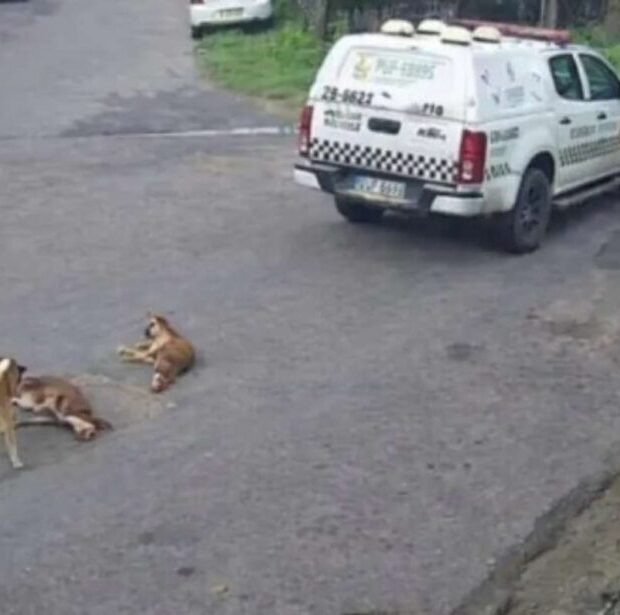 pms são afastados sob suspeita de atropelar e matar dois cães 1