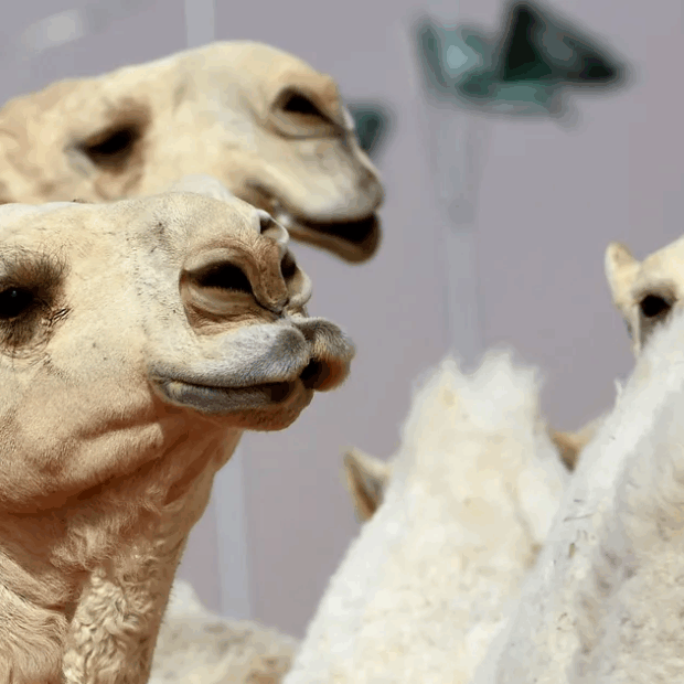 Foto: Fayez Nureldine/AFP