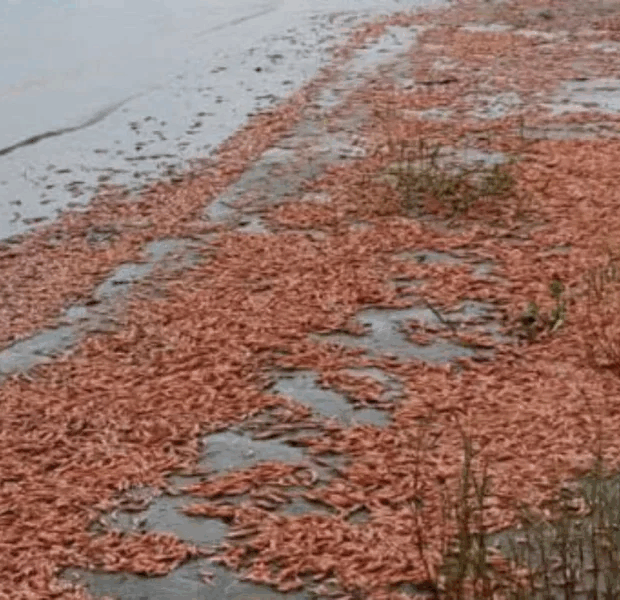 camaroes mortos tiete