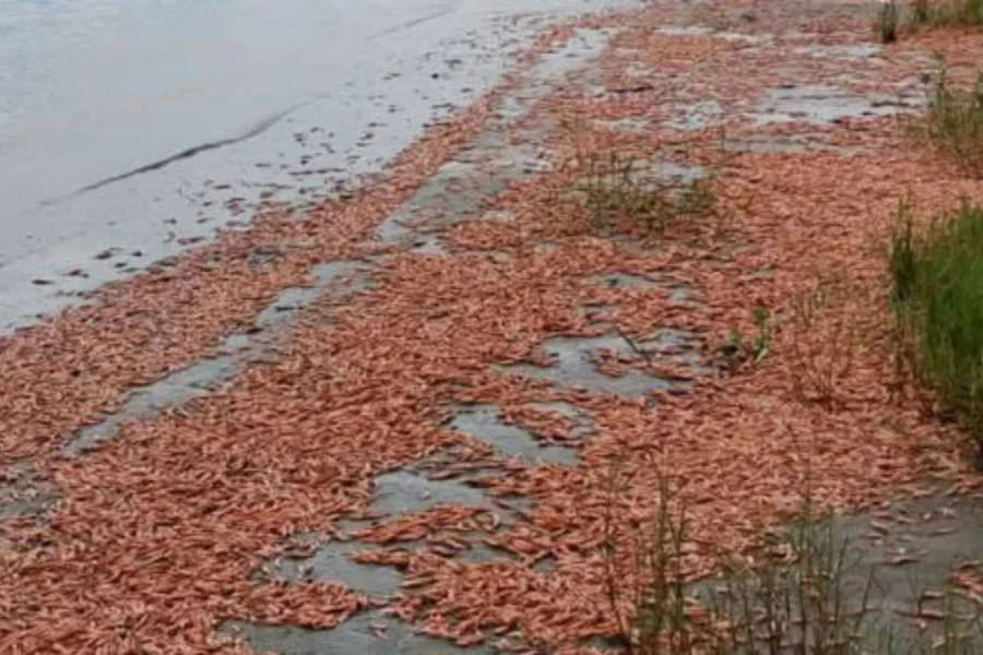 camaroes mortos tiete