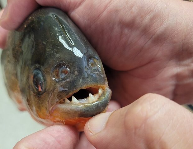 piranha
